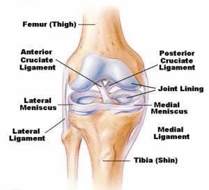 Knee Anatomy